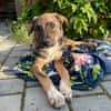 Freundlicher, verspielter Welpe Justus