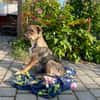 Freundlicher, verspielter Welpe Justus