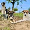 Freundlicher, verspielter Welpe Justus