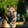 Mora 1-2 j. 53 cm Schäferhund o. Mix