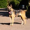 Mora 1-2 j. 53 cm Schäferhund o. Mix