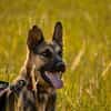 Mora 1-2 j. 53 cm Schäferhund o. Mix