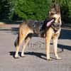 Mora 1-2 j. 53 cm Schäferhund o. Mix