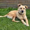 Thaia 55 cm 7 Jahre