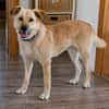 Thaia 55 cm 7 Jahre