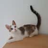Liebes, dreifarbiges Kitten sucht Gesellschaft