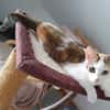 Liebes, dreifarbiges Kitten sucht Gesellschaft