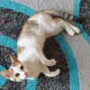 Liebes, dreifarbiges Kitten sucht Gesellschaft