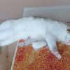 Liebes, dreifarbiges Kitten sucht Gesellschaft