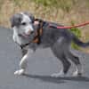 Bronx (RÉSERVÉ)