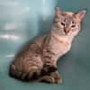 BIJOU