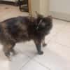 Chatouille "en cours d'adoption"