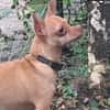 COCO, un super chien