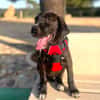 HUGO (Martina)