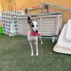 LIVIA (Martina)