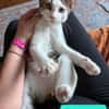 RODÉO A ADOPTER AVEC UN CHAT DÉJÀ PRÉSENT CHEZ VOUS