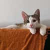 RODÉO A ADOPTER AVEC UN CHAT DÉJÀ PRÉSENT CHEZ VOUS