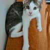 RODÉO A ADOPTER AVEC UN CHAT DÉJÀ PRÉSENT CHEZ VOUS