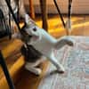 RODÉO A ADOPTER AVEC UN CHAT DÉJÀ PRÉSENT CHEZ VOUS
