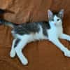 RODÉO A ADOPTER AVEC UN CHAT DÉJÀ PRÉSENT CHEZ VOUS