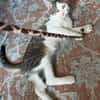 RODÉO A ADOPTER AVEC UN CHAT DÉJÀ PRÉSENT CHEZ VOUS