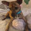 Benji le petit loulou plein de vie
