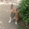 Isis la mini croisée malinoise