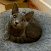 BASTET
