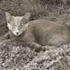 BASTET