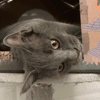 BASTET