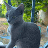BASTET