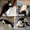 BOUCHON