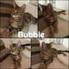 BUBBLE