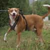 Notfall - Boomer verliert sein Zuhause