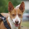 Notfall - Boomer verliert sein Zuhause