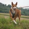 Notfall - Boomer verliert sein Zuhause
