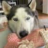 Husky MAXwartet schon in 56626 Andernach