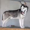 Husky MAXwartet schon in 56626 Andernach