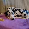 Askan sucht ein Zuhause