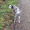 Askan sucht ein Zuhause