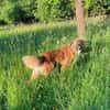 🆘 NOTFALL🐾💙 Eddie sucht aktive Menschen💙
