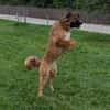 🆘 NOTFALL🐾💙 Eddie sucht aktive Menschen💙