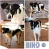 BINO -Kuschelbär sucht Herzenszuhause-