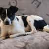 BINO -Kuschelbär sucht Herzenszuhause-