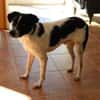 BINO -Kuschelbär sucht Herzenszuhause-