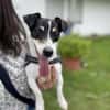 Stella - Aktive Jack Russell-Dame