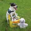 Stella - Aktive Jack Russell-Dame