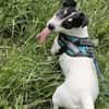 Stella - Aktive Jack Russell-Dame