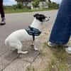 Stella - Aktive Jack Russell-Dame