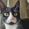PÜPPI - Zartes Katzenmädchen sucht !
